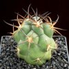 Copiapoa_goldii